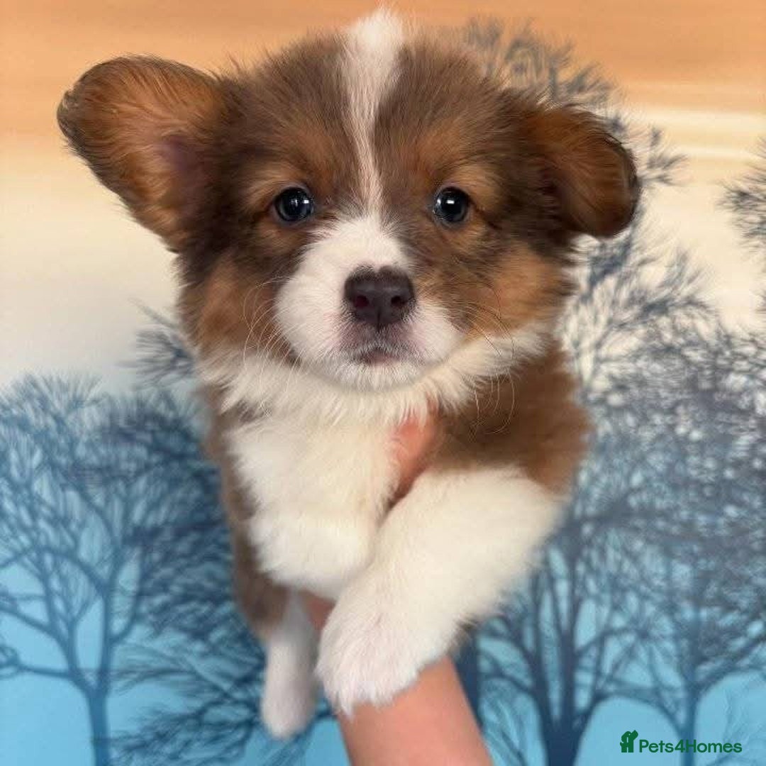 Welsh Corgi Pembroke dogs for sale: pembroke corgi puppy  - Image 3
