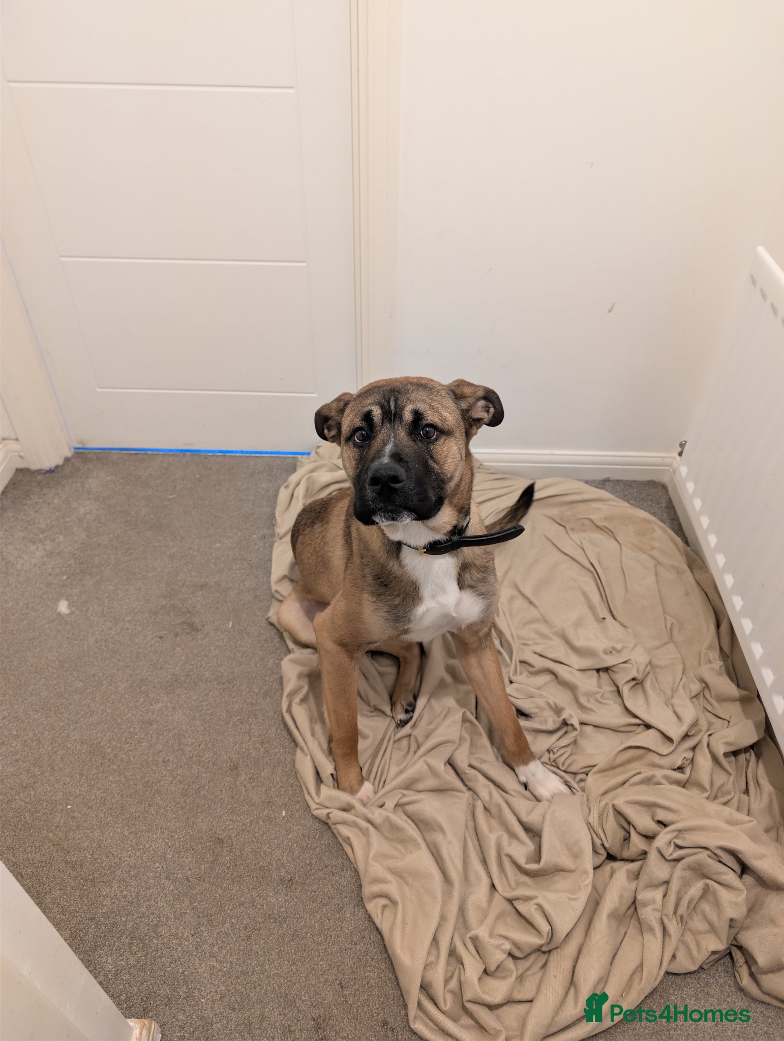 Mixed Breed dogs Meet Ozzy, the most lovable Akita - Advert 12