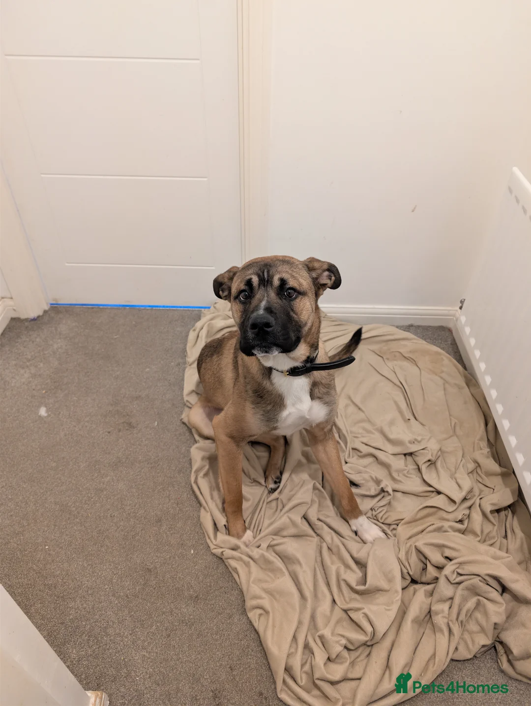 Mixed Breed dogs for sale: Meet Ozzy, the most lovable Akita - Advert 2