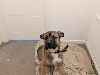 Mixed Breed dogs Meet Ozzy, the most lovable Akita - Advert 4