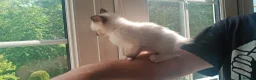 Ragamese cats for sale: READY THIS WEEK! TWO SIAMESE AND ONE RAGDOLL - Advert 23