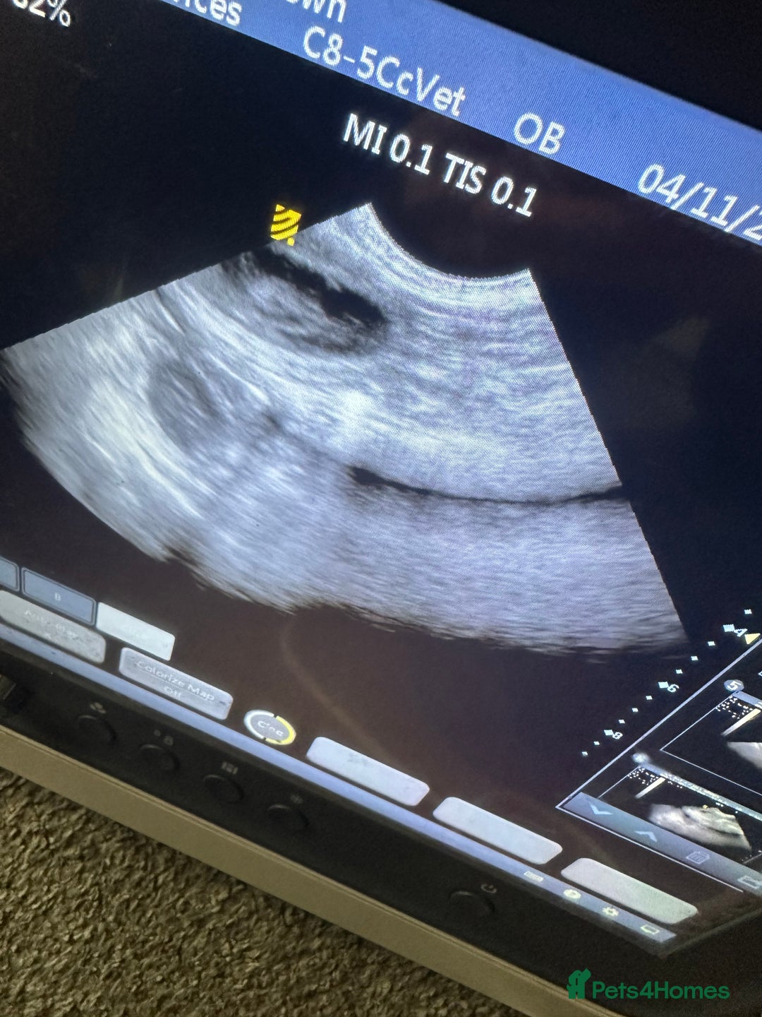 Miniature Poodle dogs for sale: Miniature poodle puppies DUE 8th DEC - Image 8