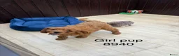 Cavapoo dogs for sale: Stunning F1 Cavapoo pups, out of DNA tested parent - Advert 4