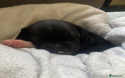 Staffordshire Bull Terrier dogs for sale: Beautiful tri and brindle staffy pups - Image 18