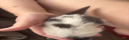British Longhair cats for sale: 5 adorable kittens seeking forever homes - Advert 7