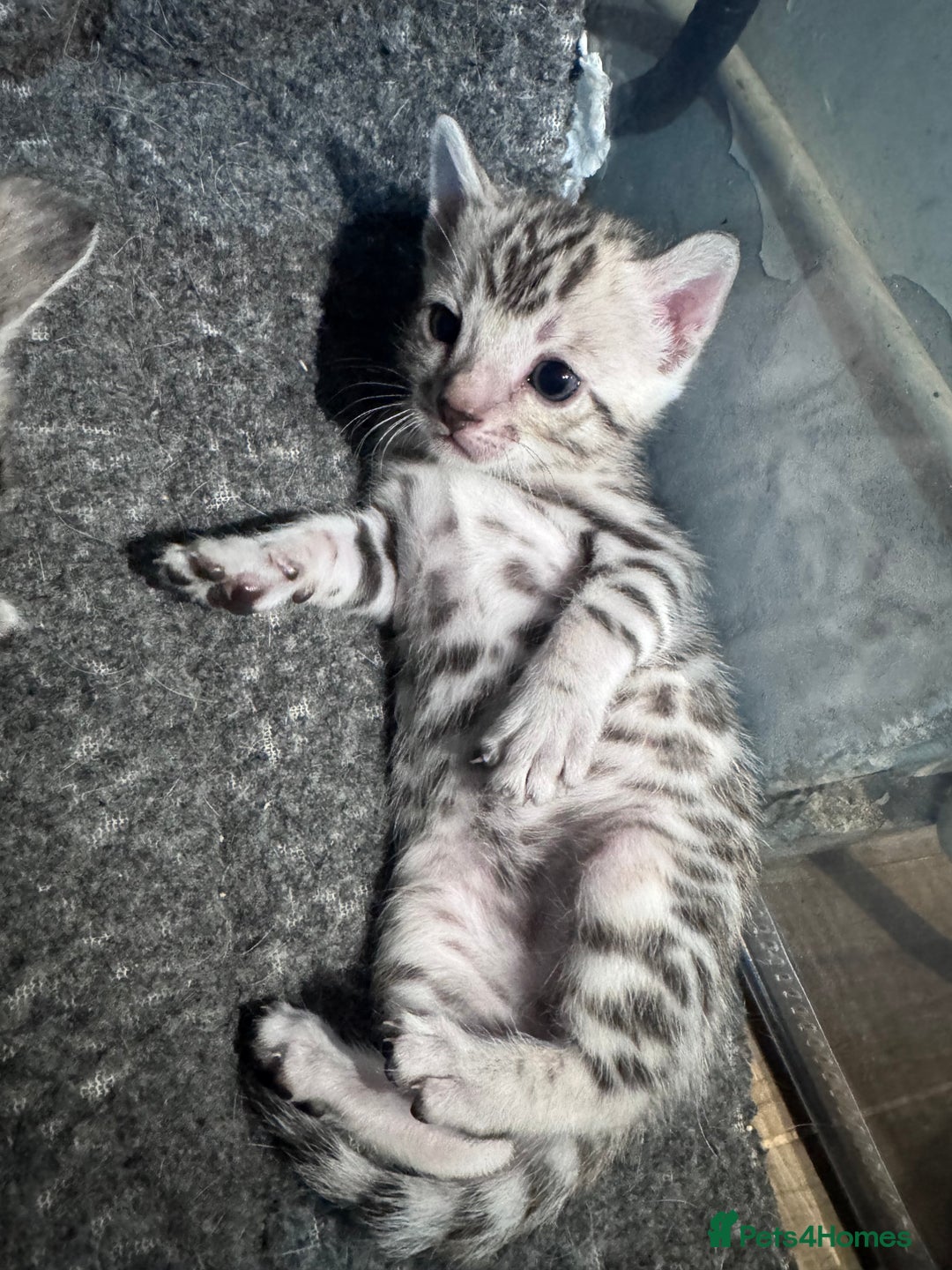 Bengal cats for sale: Ready mid March. Stunning TICA-registered Bengals  - Advert 4