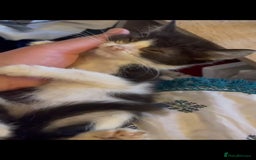 Mixed Breed cats for sale: Vaccinated kittens looking for loving homes  - Image 2