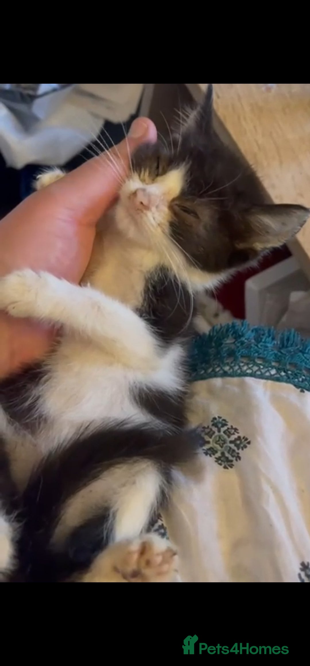 Mixed Breed cats for sale: Vaccinated kittens looking for loving homes  - Image 2