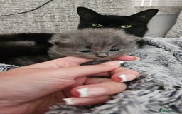 British Longhair cats for sale: 2 beautiful grey kittens - Image 3
