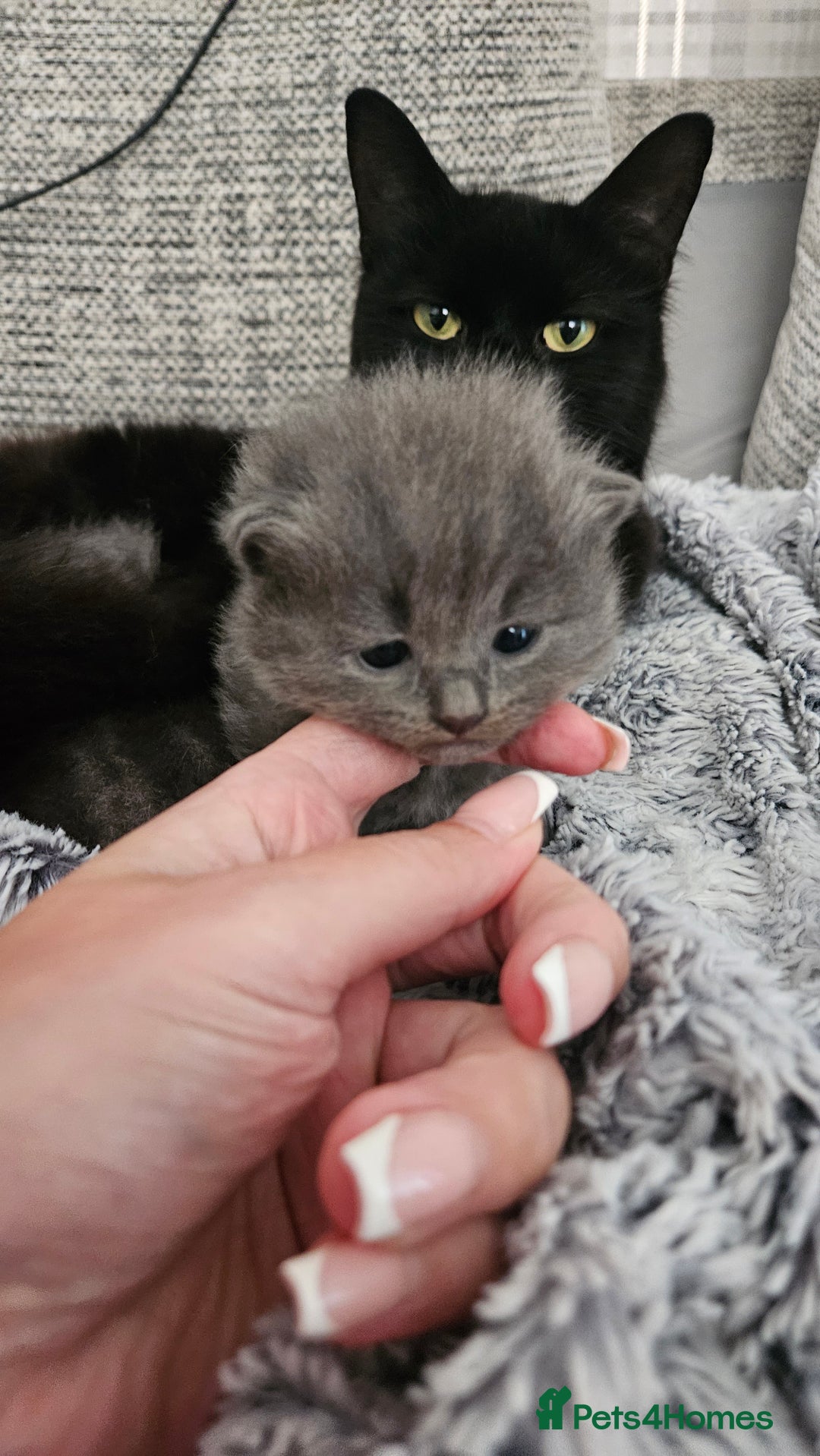 British Longhair cats for sale: 2 beautiful grey kittens - Image 3