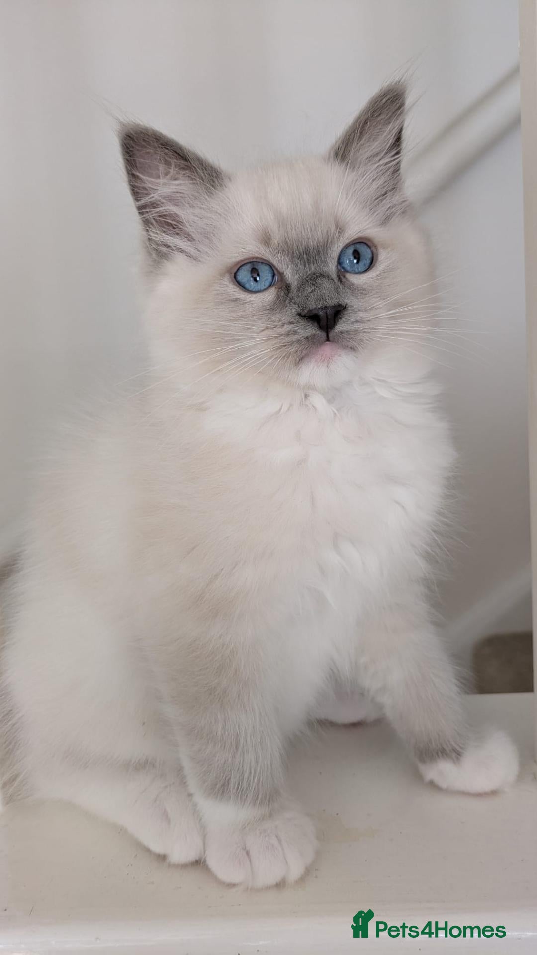 Ragdoll cats TICA Ragdoll Kittens – Mink & Traditional - Advert 1