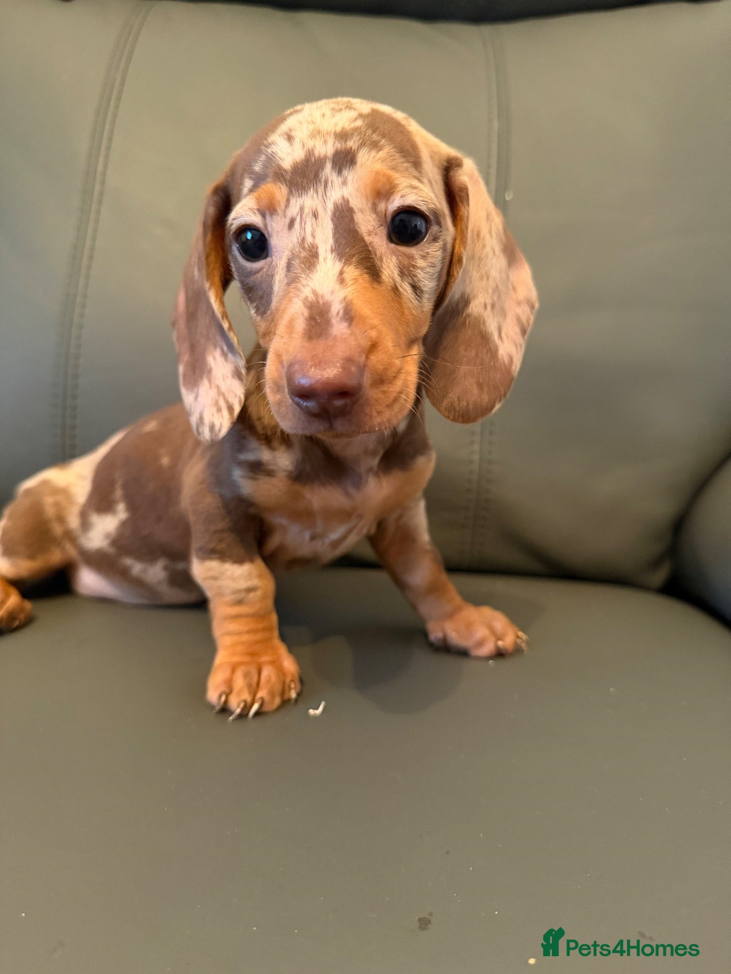 Miniature Dachshund dogs MINIATURE DACHSHUND PUPS - Advert 1