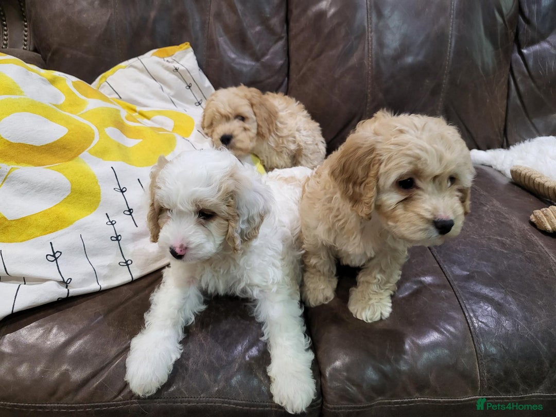 Cockapoo dogs for sale: Beautiful cockerpoo puppies for sale - Advert 7