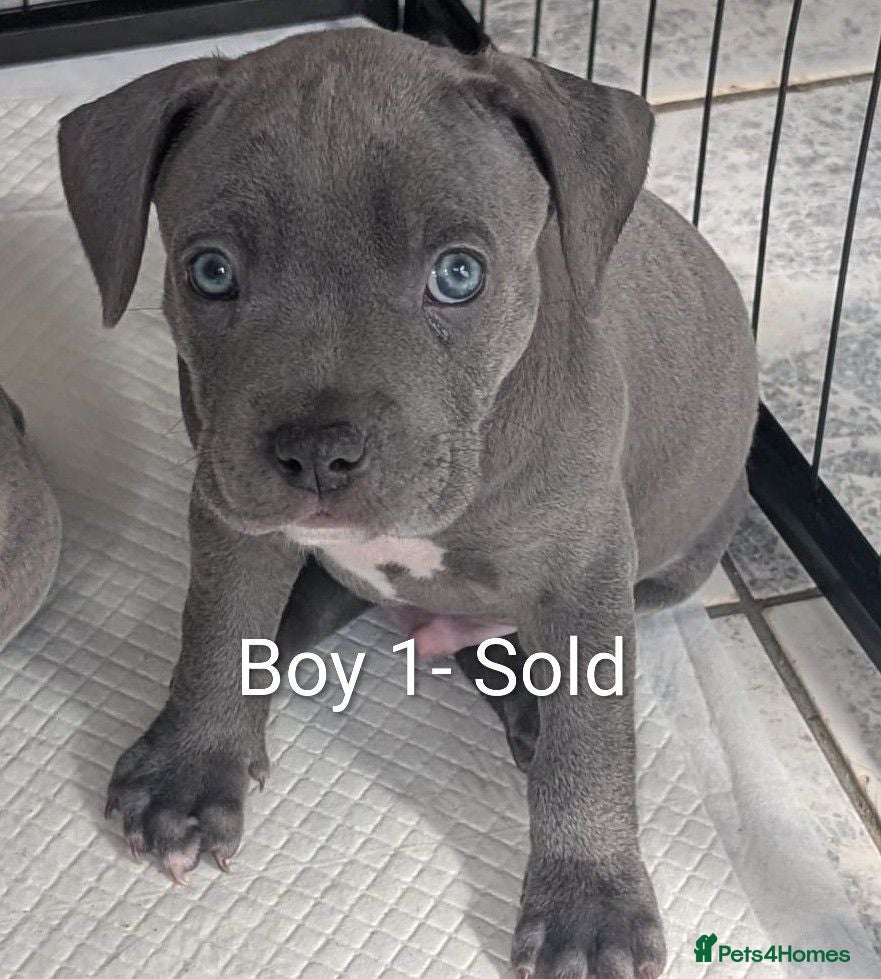 Mixed Breed dogs Ready to leave Blue Staffordshire Bull Terrierpups - Advert 1
