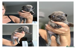 French Bulldog dogs for sale: French bulldog - Image 4