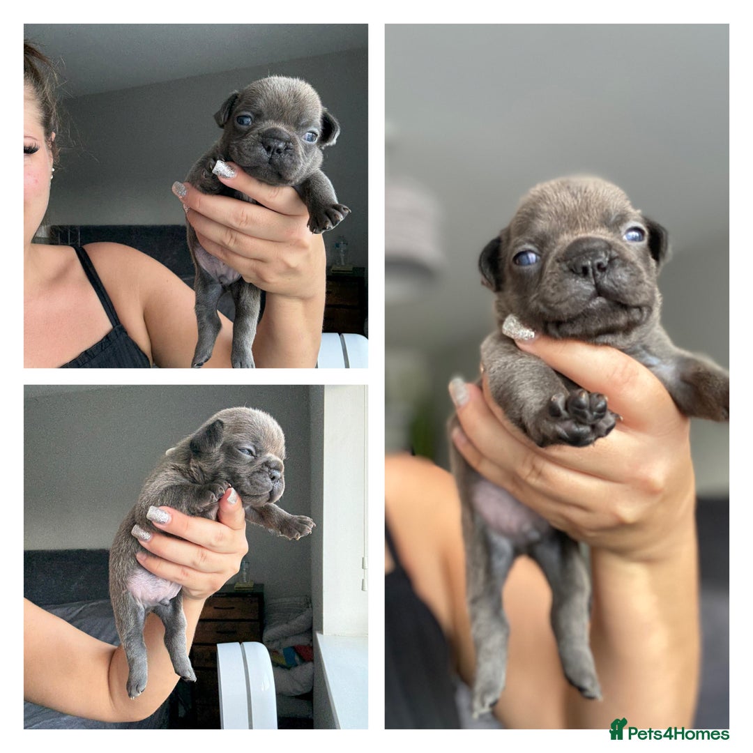 French Bulldog dogs for sale: French bulldog - Image 4