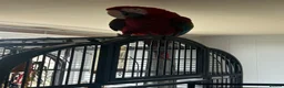 Macaws birds for sale: Macaw Greenwing  - Advert 3