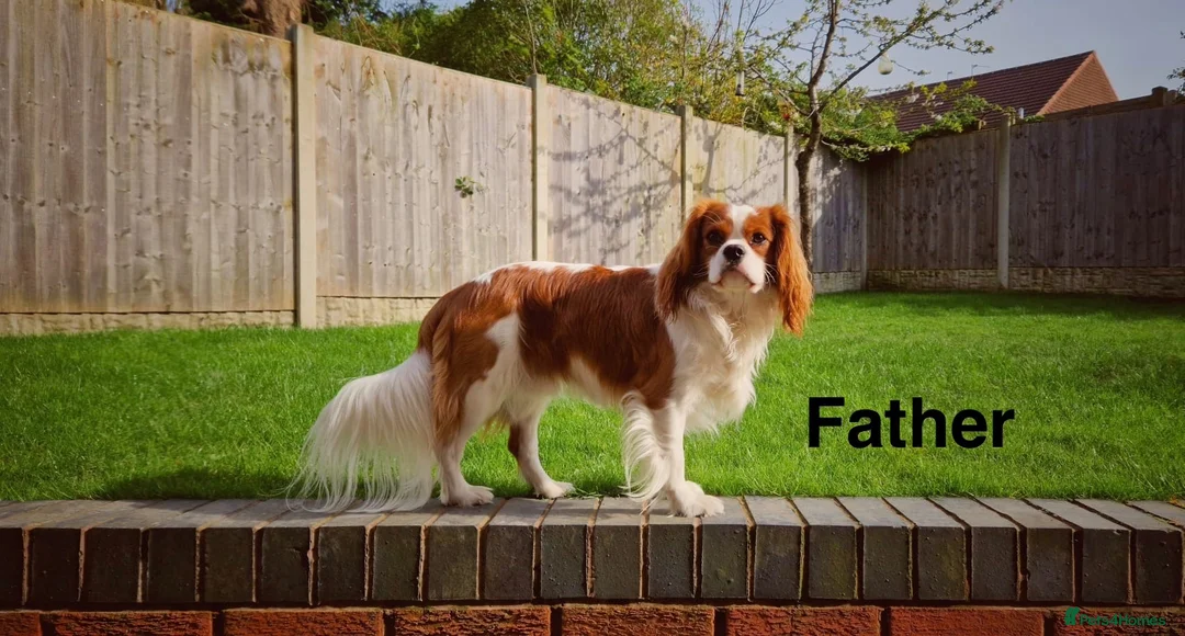 Cavapoo dogs for sale: Cavapoo’s in Walsall - Advert 5