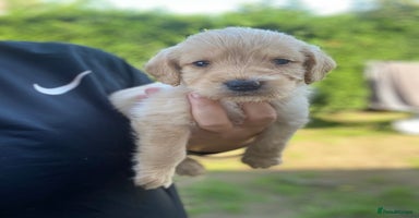 Labradoodle dogs - Advert 2
