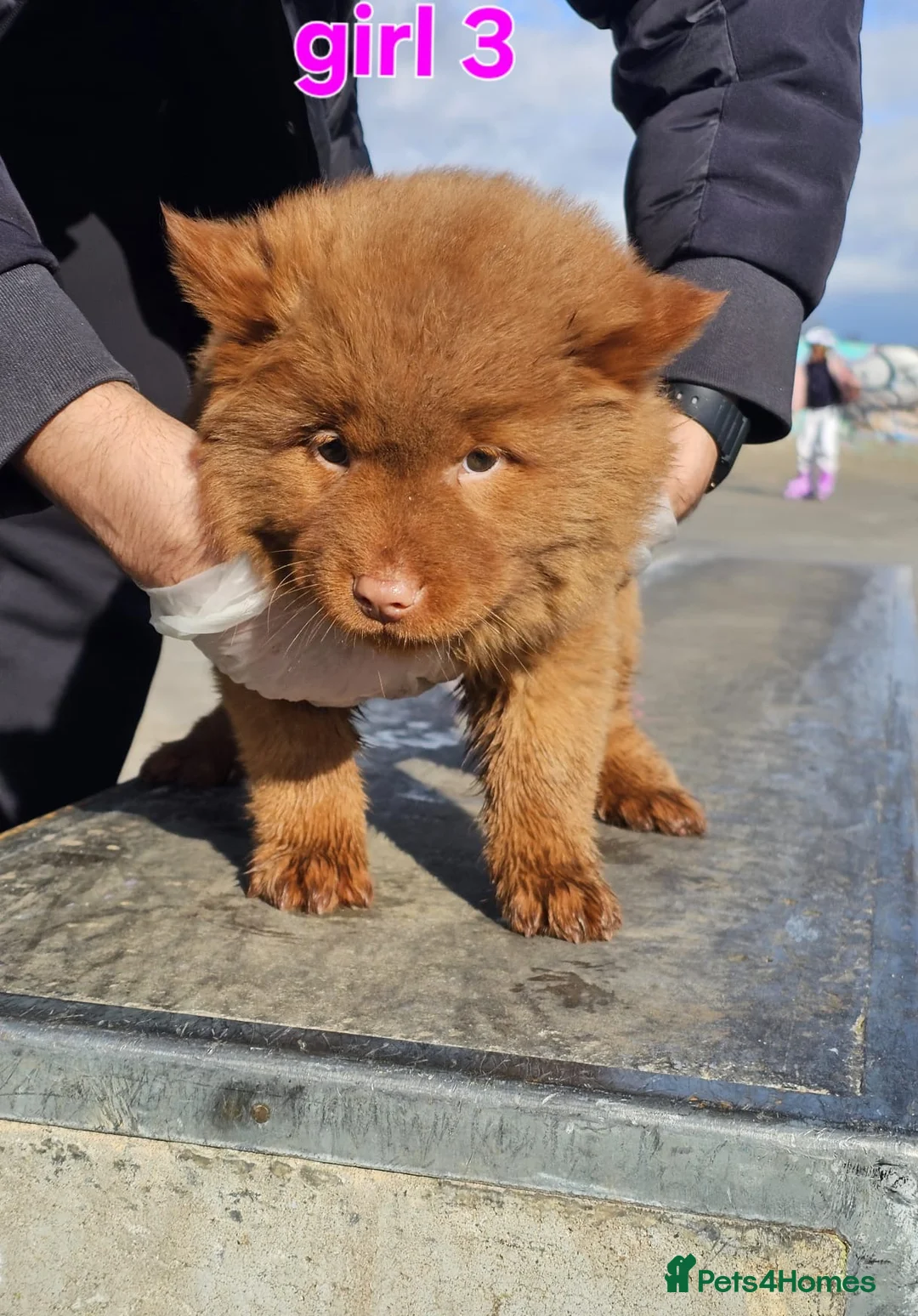 Chow Chow dogs for sale: Cantonese chow chow in Birmingham - Advert 5