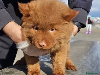 Chow Chow dogs Cantonese chow chow - Advert 6