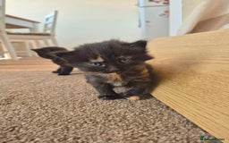 Mixed Breed cats for sale: Super friendly, fluffy kittens! 😻 - Image 14