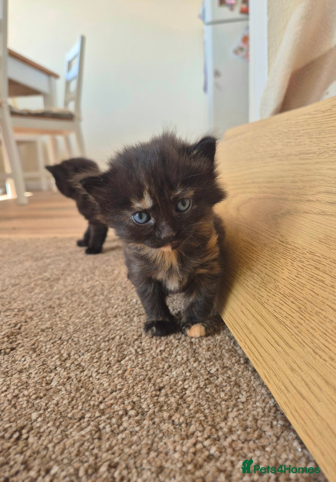 Mixed Breed cats for sale: Super friendly, fluffy kittens! 😻 - Image 14
