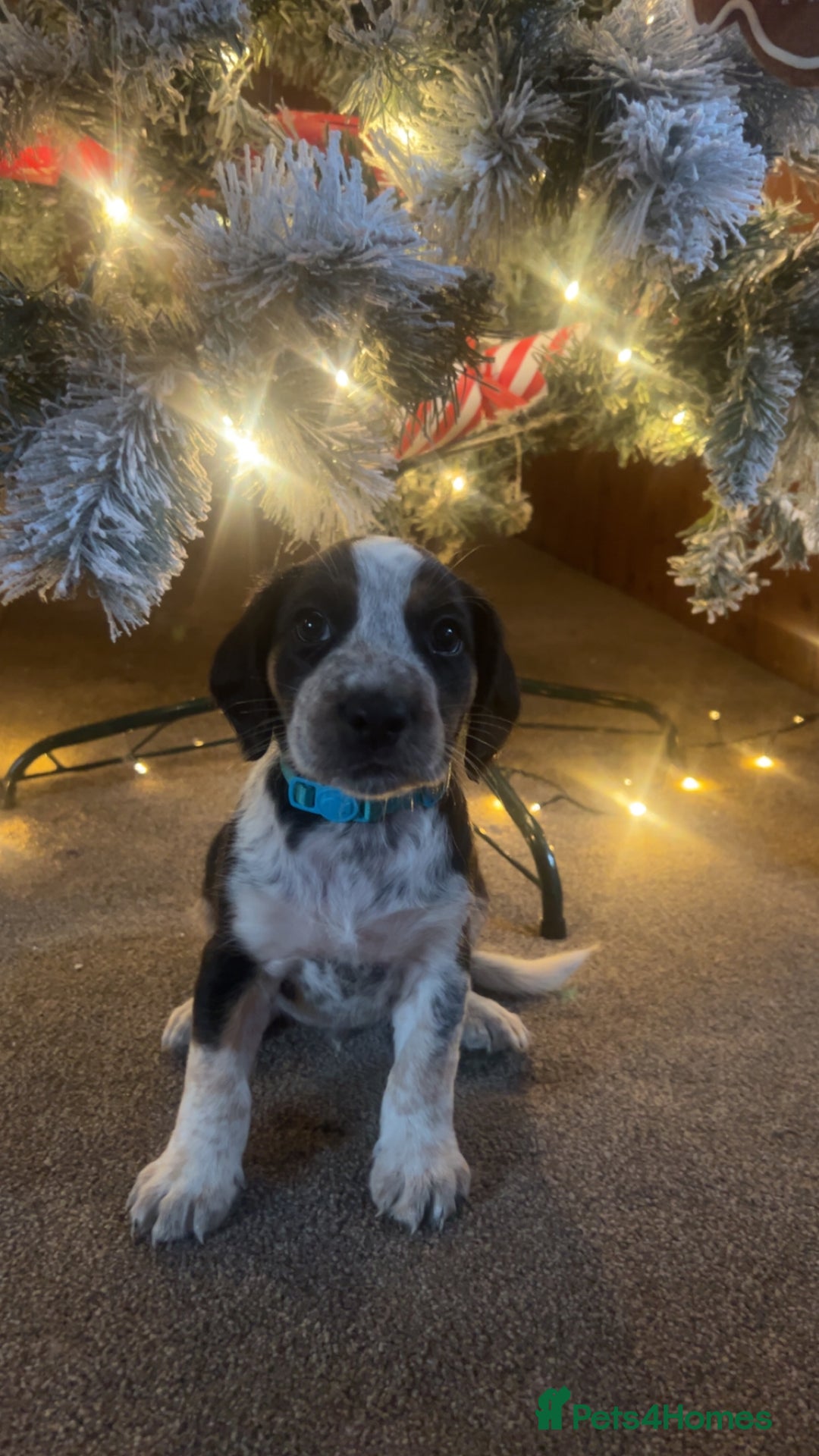 Mixed Breed dogs for sale: Australian Kelpie/Cocker Spaniel Puppies  - Advert 12