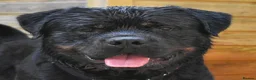 Rottweiler dogs for stud: Rottweiler HAJIMARI ROTTWEILERS  - Advert 5