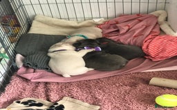 French Bulldog dogs for sale: French bulldog puppies in Manchester - Image 9
