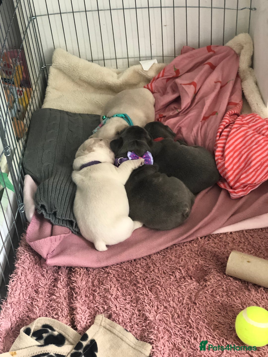 French Bulldog dogs for sale: French bulldog puppies in Manchester - Image 9