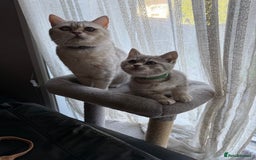British Shorthair cats for sale: Pure British shorthair kittens for sale  - Image 6