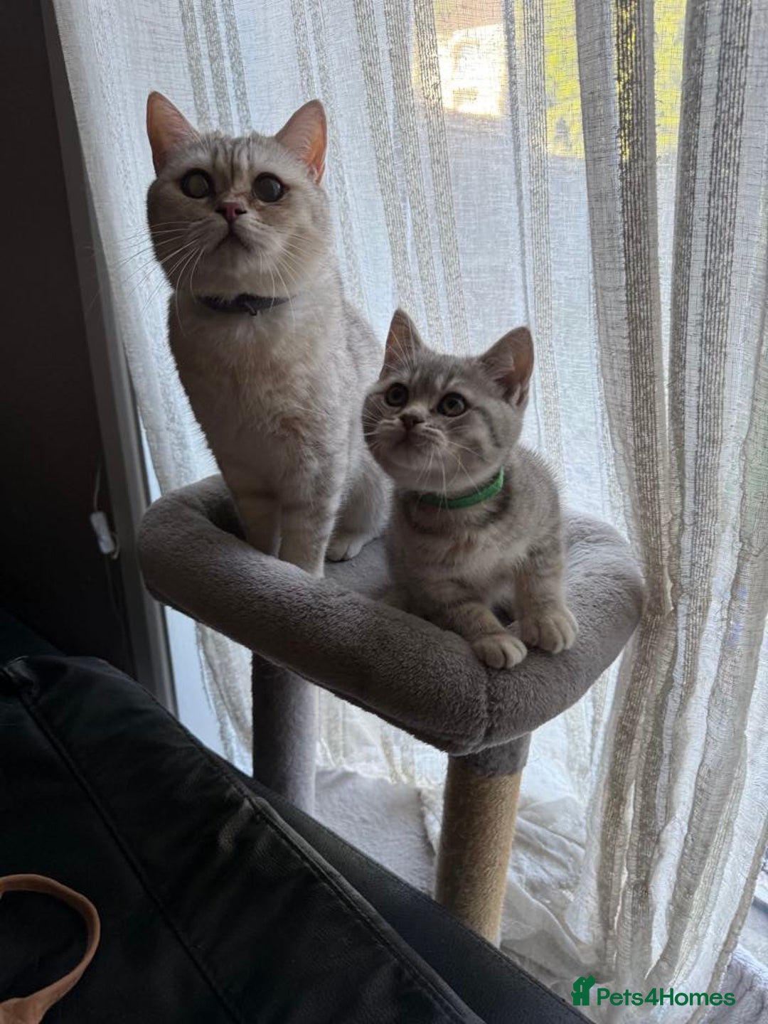 British Shorthair cats for sale: Pure British shorthair kittens for sale  - Image 6
