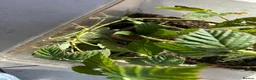 Stick Insects invertebrates for sale: Indian Stick Insect Colony inc Terrarium - Advert 2