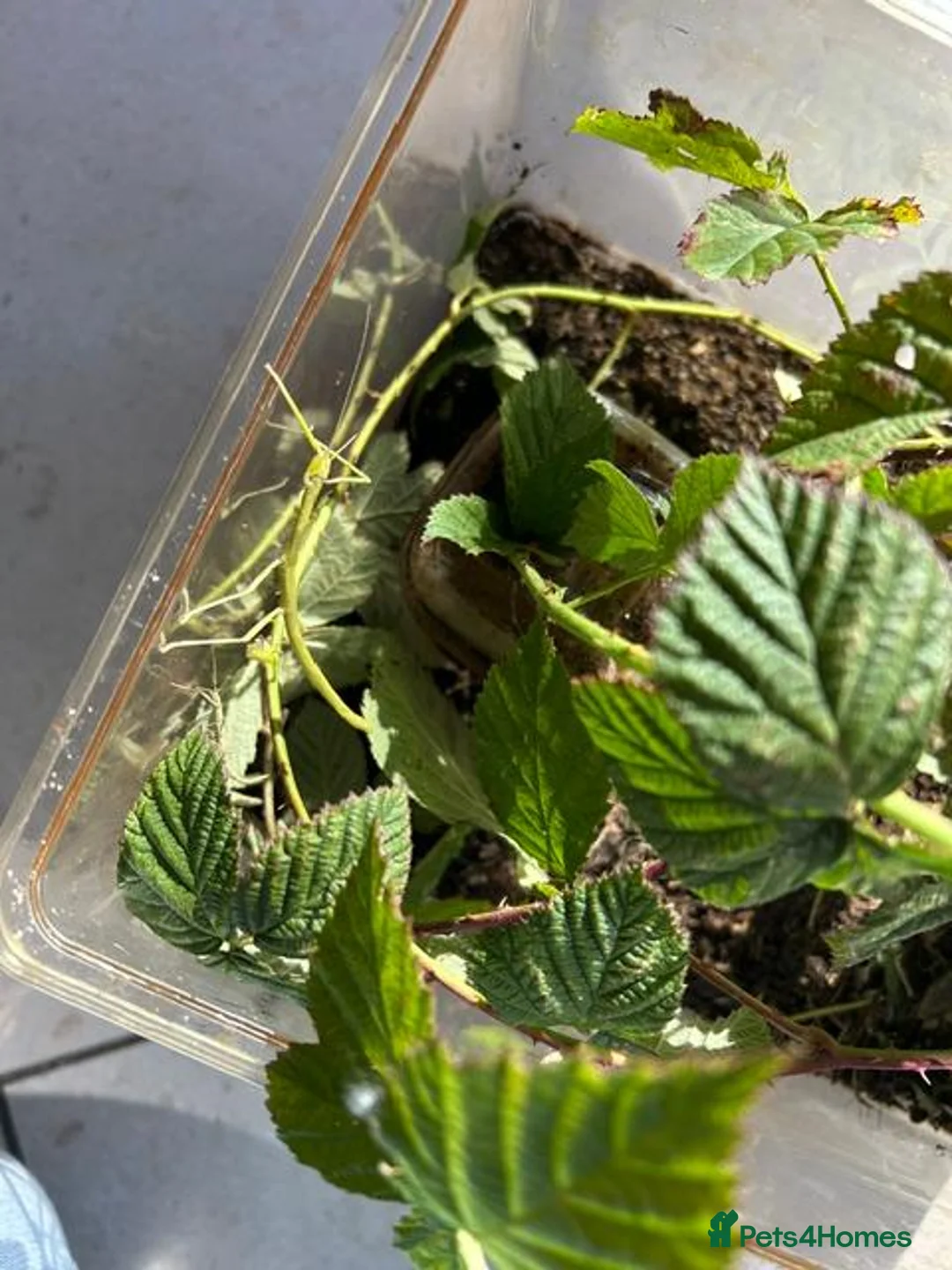 Stick Insects invertebrates for sale: Indian Stick Insect Colony inc Terrarium - Advert 2