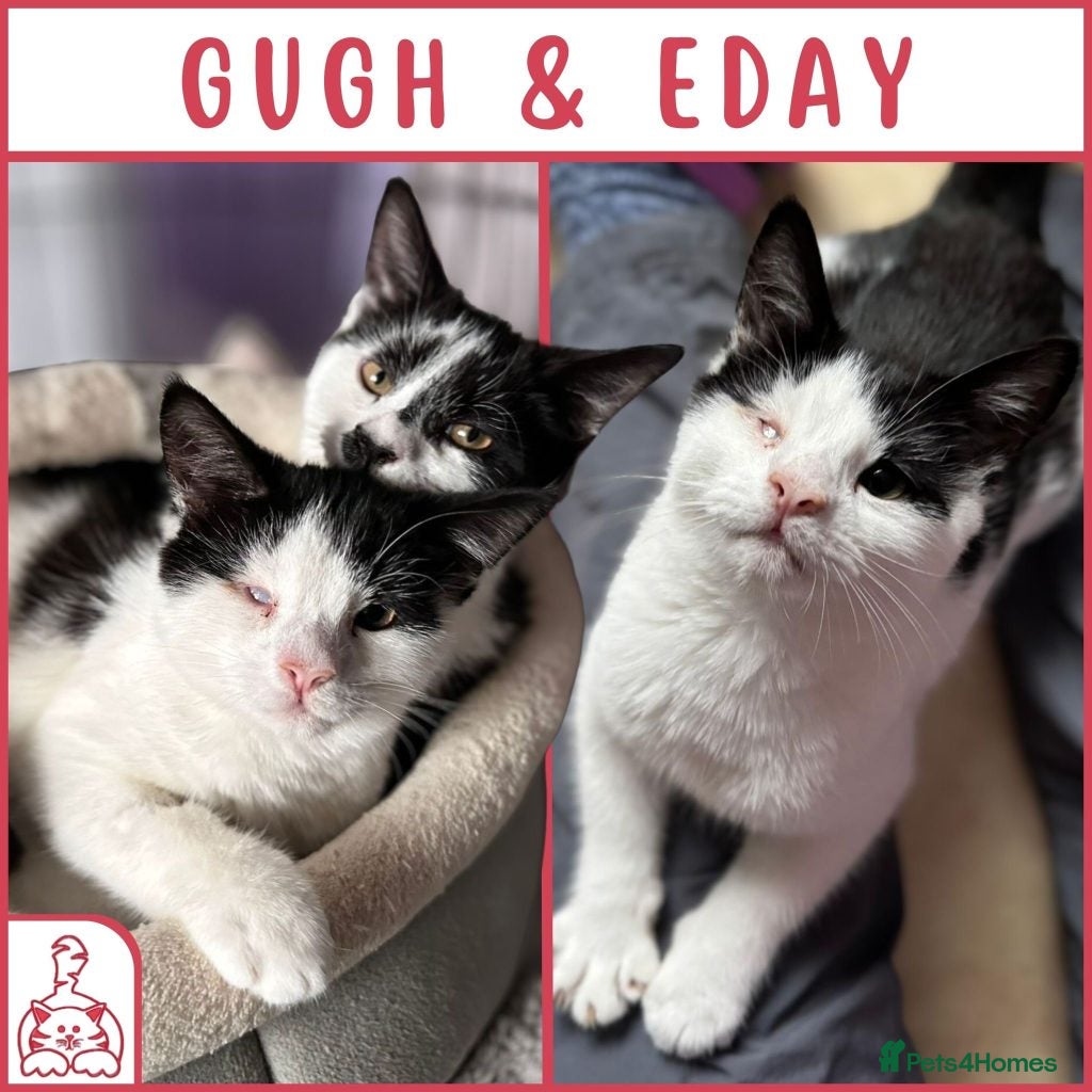 British Shorthair cats Cat & Kitten Rehoming Centre Bristol - Advert 9