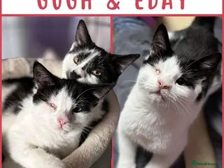 British Shorthair cats Cat & Kitten Rehoming Centre Bristol - Advert 9