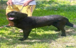 Mixed Breed dogs for adoption: 🐾💖 Teddy – A Black Pearl with a Golden Soul 💖🐾 - Image 3
