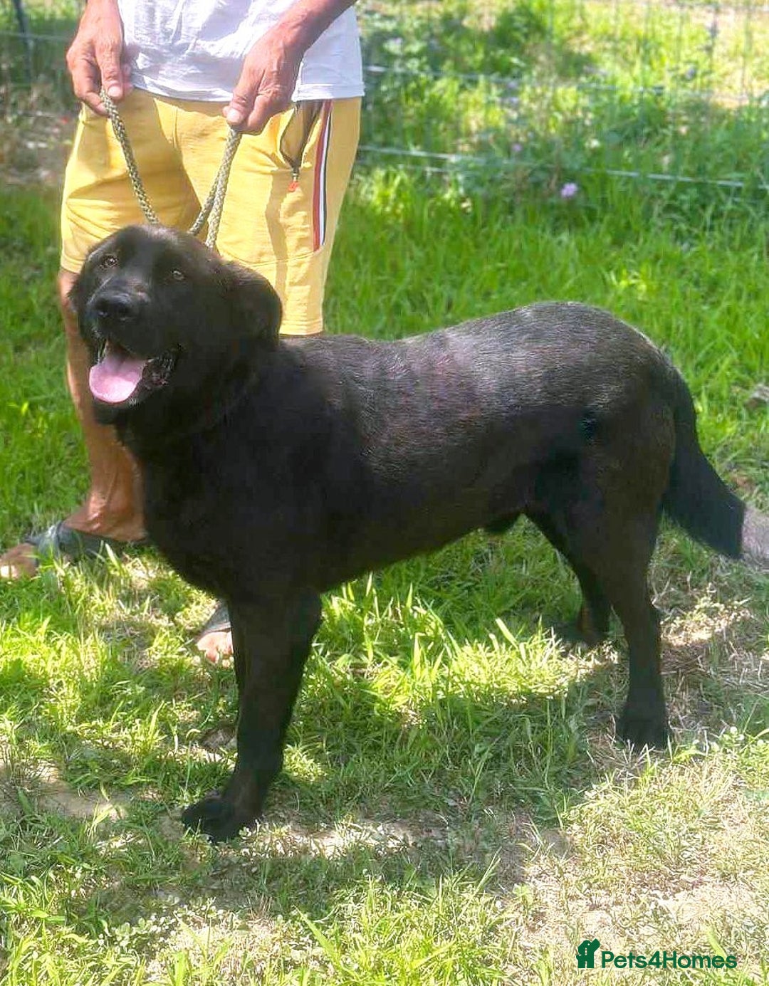 Mixed Breed dogs for adoption: 🐾💖 Teddy – A Black Pearl with a Golden Soul 💖🐾 - Image 3