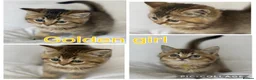 British Shorthair cats for sale: Silver GCCF British shorthairs girls - Advert 13