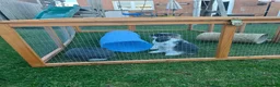 Mini Lion Lop rabbits for sale: Two mini lion lop male rabbits with full set up  - Advert 4