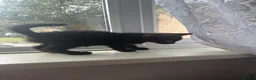 British Shorthair cats for sale: Kitten for sale  - Advert 2