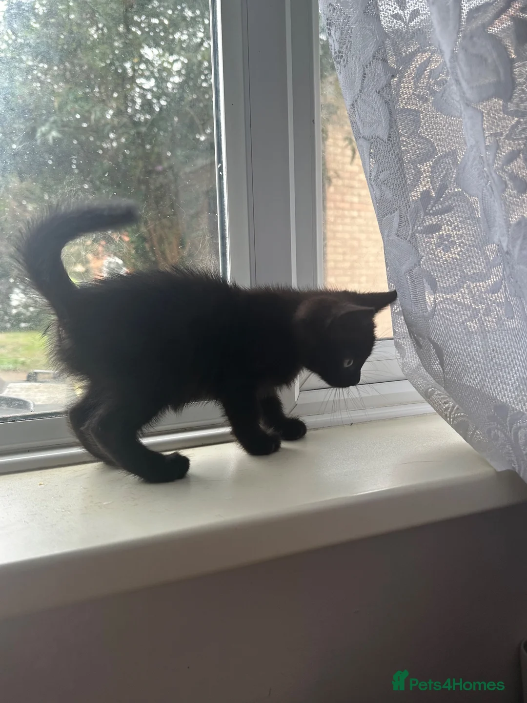 British Shorthair cats for sale: Kitten for sale  - Advert 2