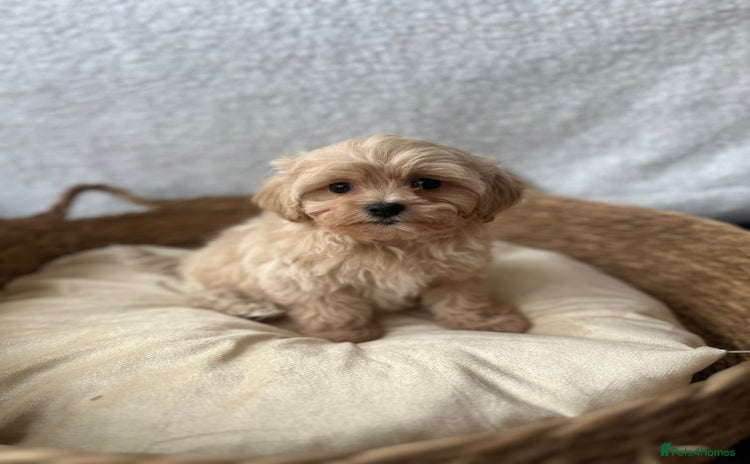 Maltipoo dogs - Advert 3
