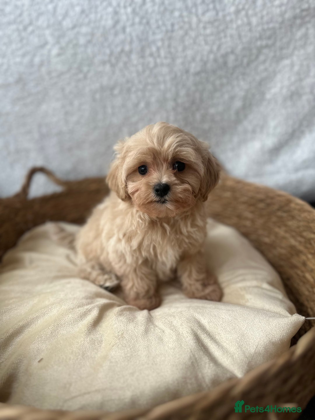Maltipoo dogs for sale: F1 Toy Maltipoo puppys   - Image 1