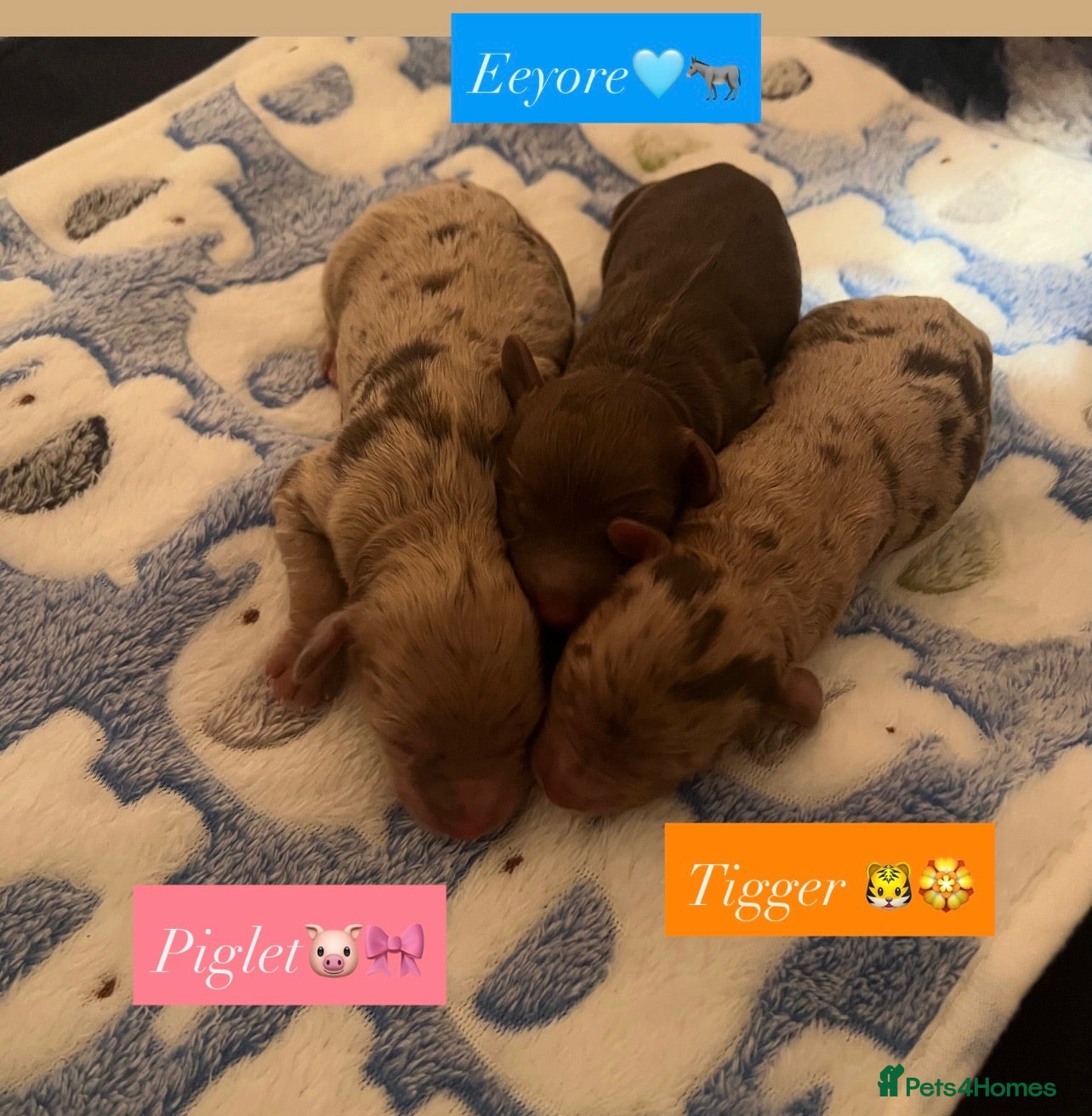 Cockapoo dogs F1B Cockapoo Puppies 🤎🐶🧸 - Advert 14