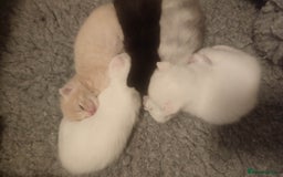 British Shorthair cats for sale: White and cream kittens!!! 😻 - Advert 1