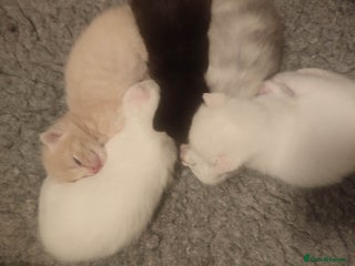 British Shorthair cats White and cream kittens!!! 😻 - Advert 9