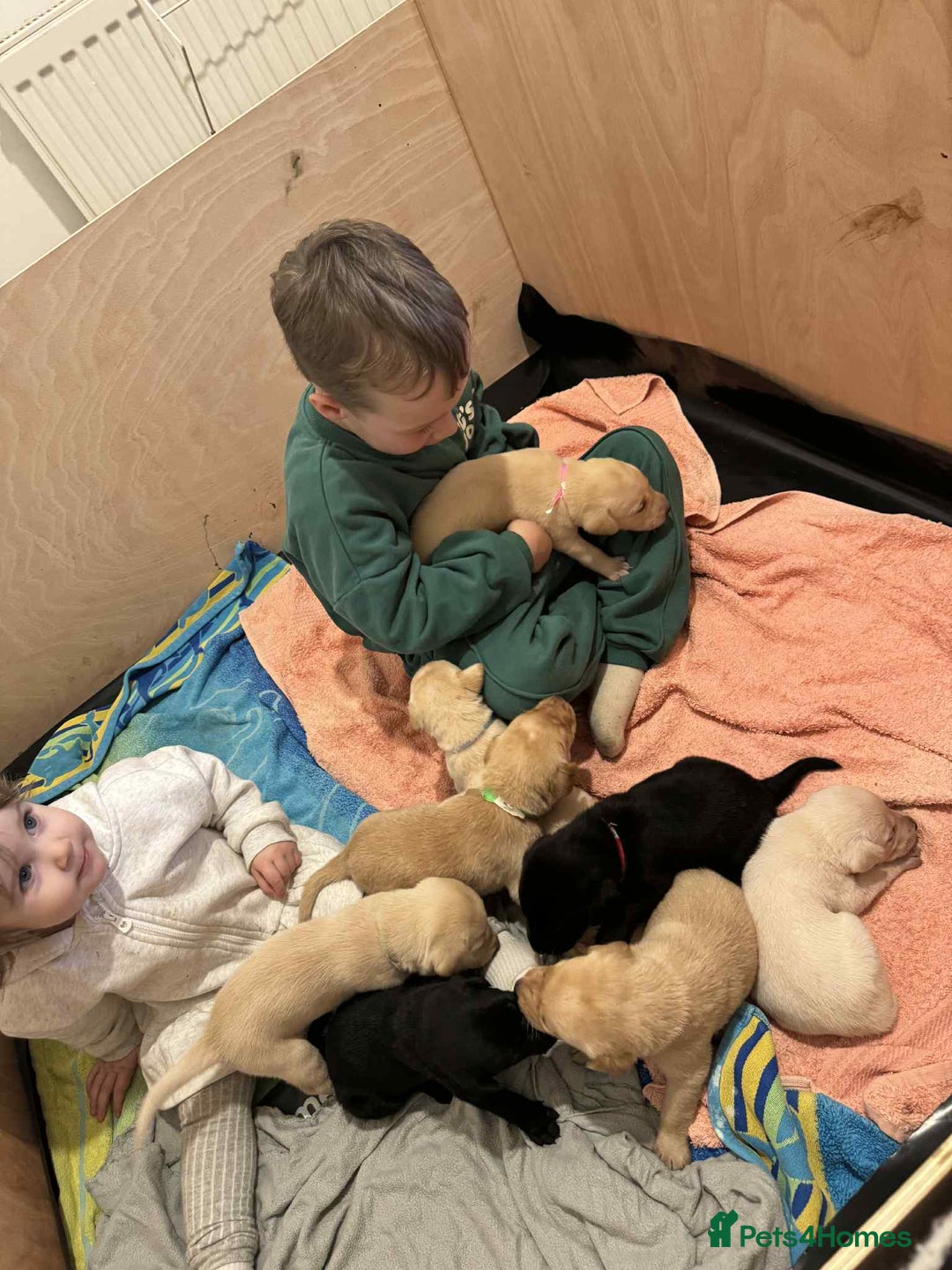 Labrador Retriever dogs for sale: Working/Active Pet - Image 23