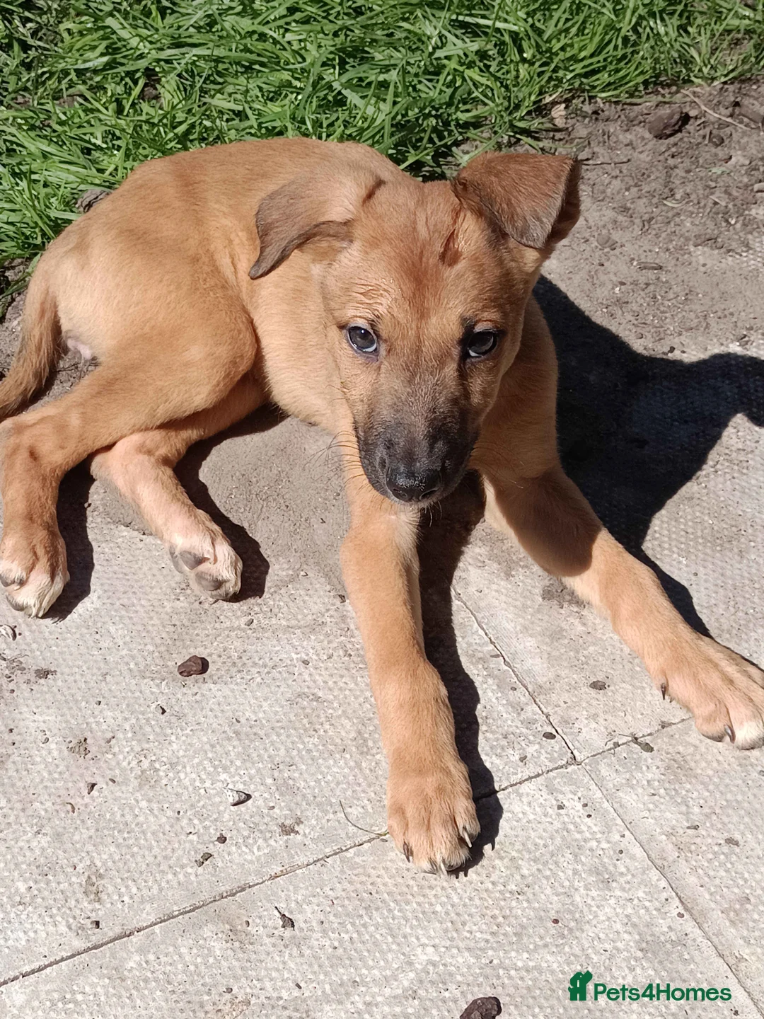 Lurcher dogs for sale: Beautiful Working Stock Female Lurcher Puppy - Advert 2